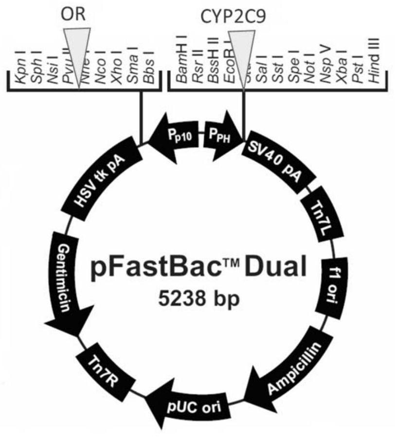 CYP2C9 gene segment containing 373C&gt;T mutation, encoded protein segment and application of CYP2C9 gene segment