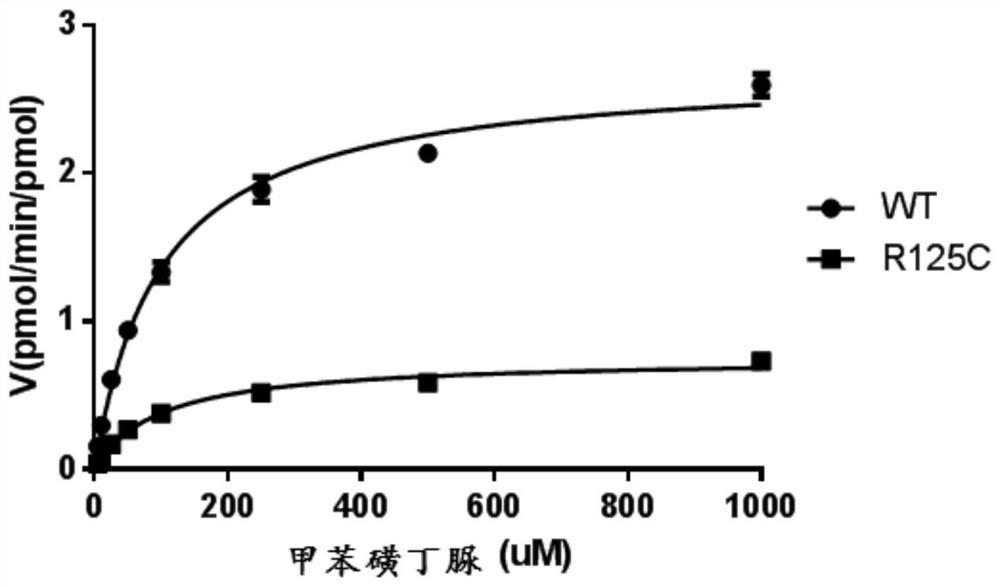 CYP2C9 gene segment containing 373C&gt;T mutation, encoded protein segment and application of CYP2C9 gene segment