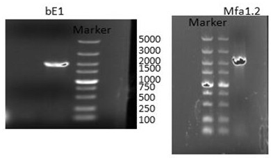 A kind of wild rice smut haploid bacterial strain uetsp and application thereof