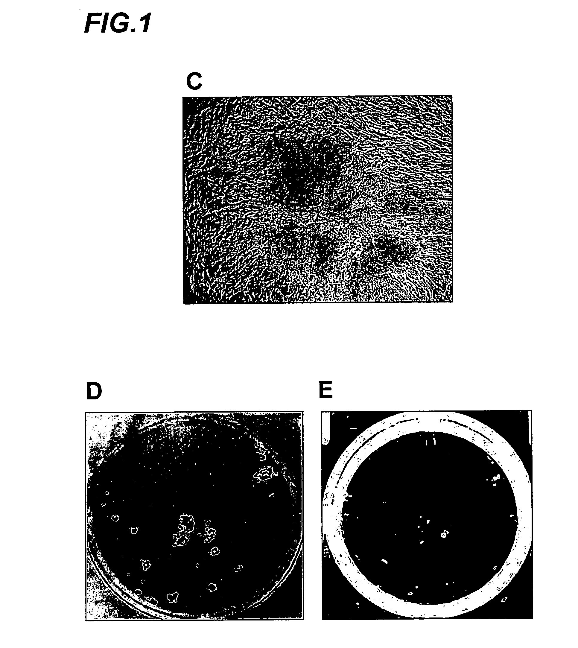 Amplification of cell populations from embryonic stem cells