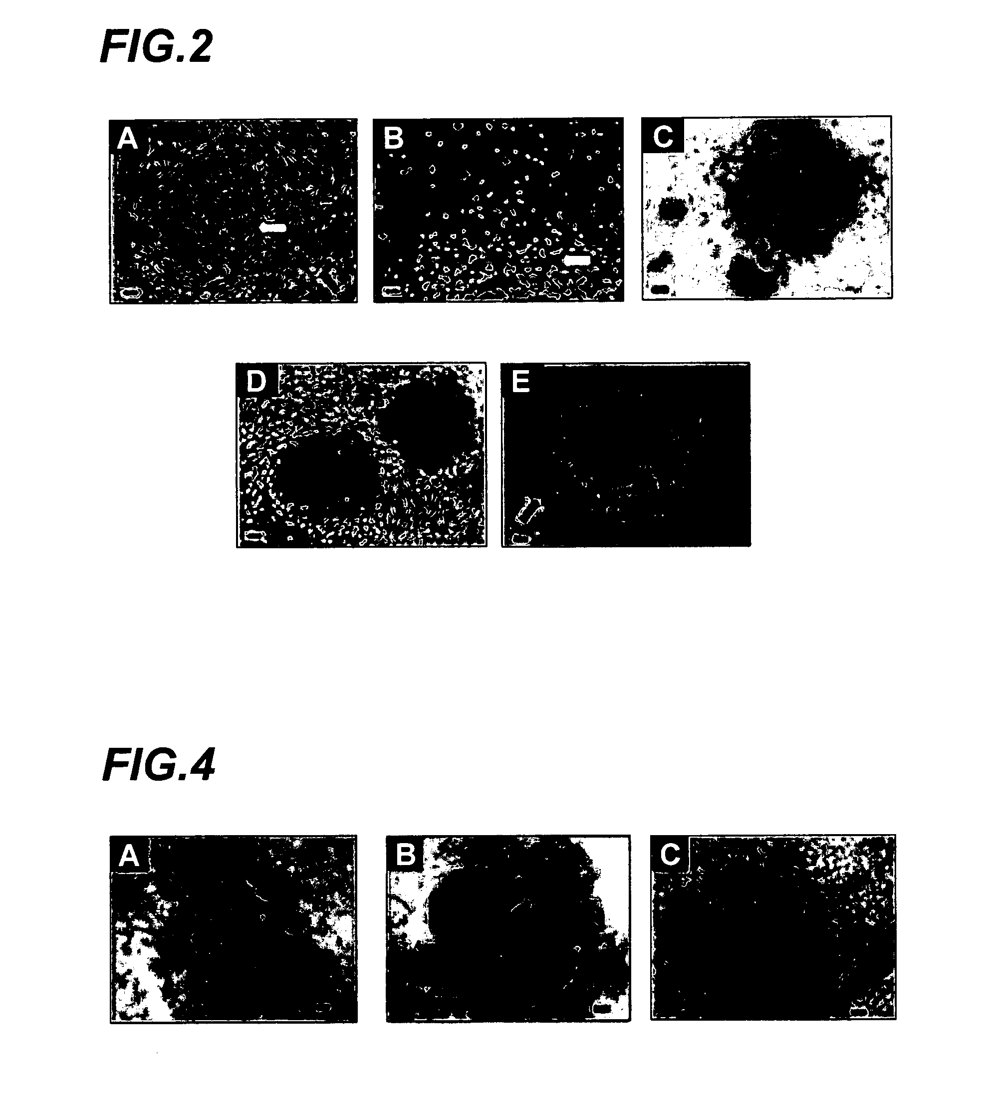 Amplification of cell populations from embryonic stem cells