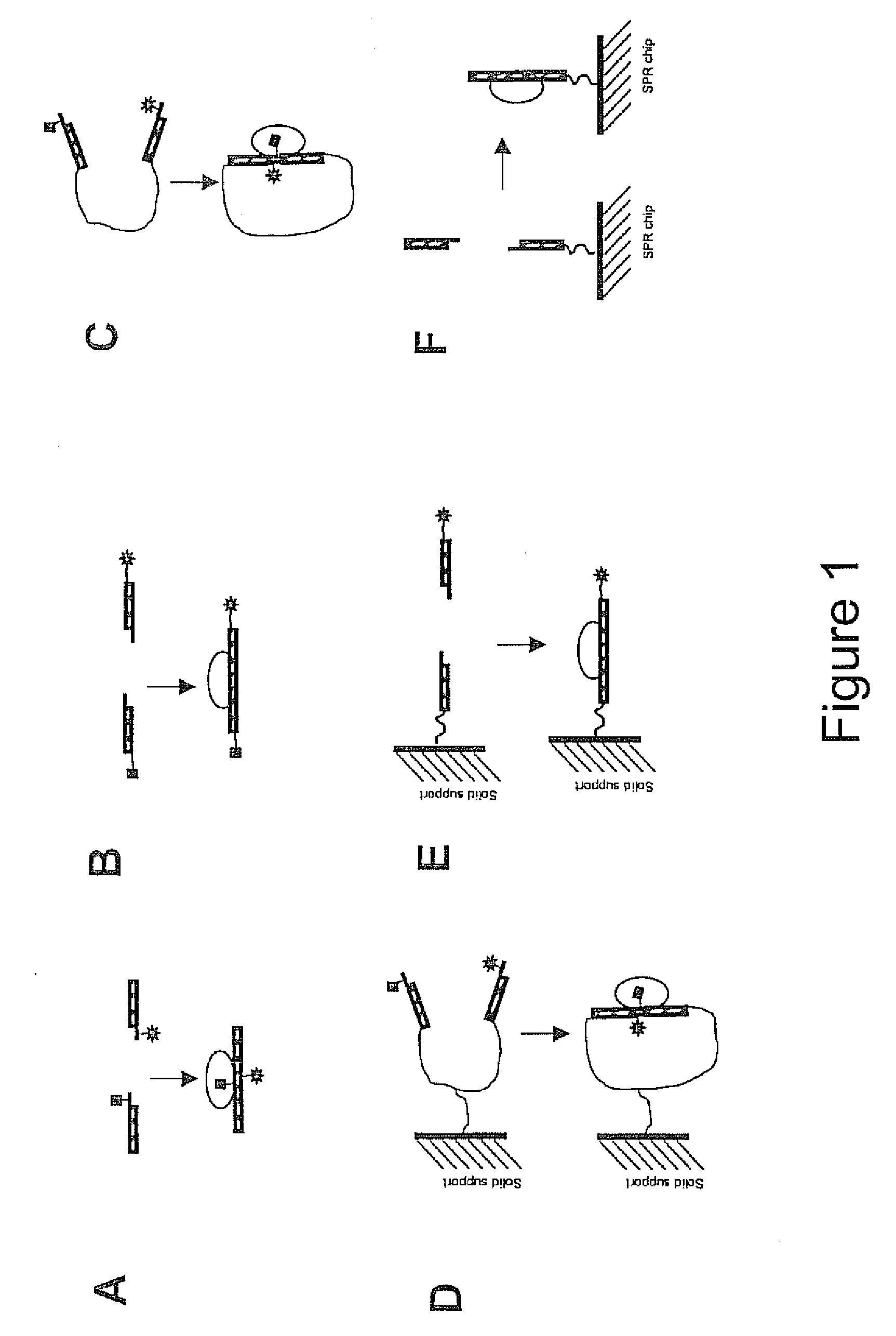 Rapid and sensitive assay for the detection and quantification of coregulators of nucleic acid binding factors