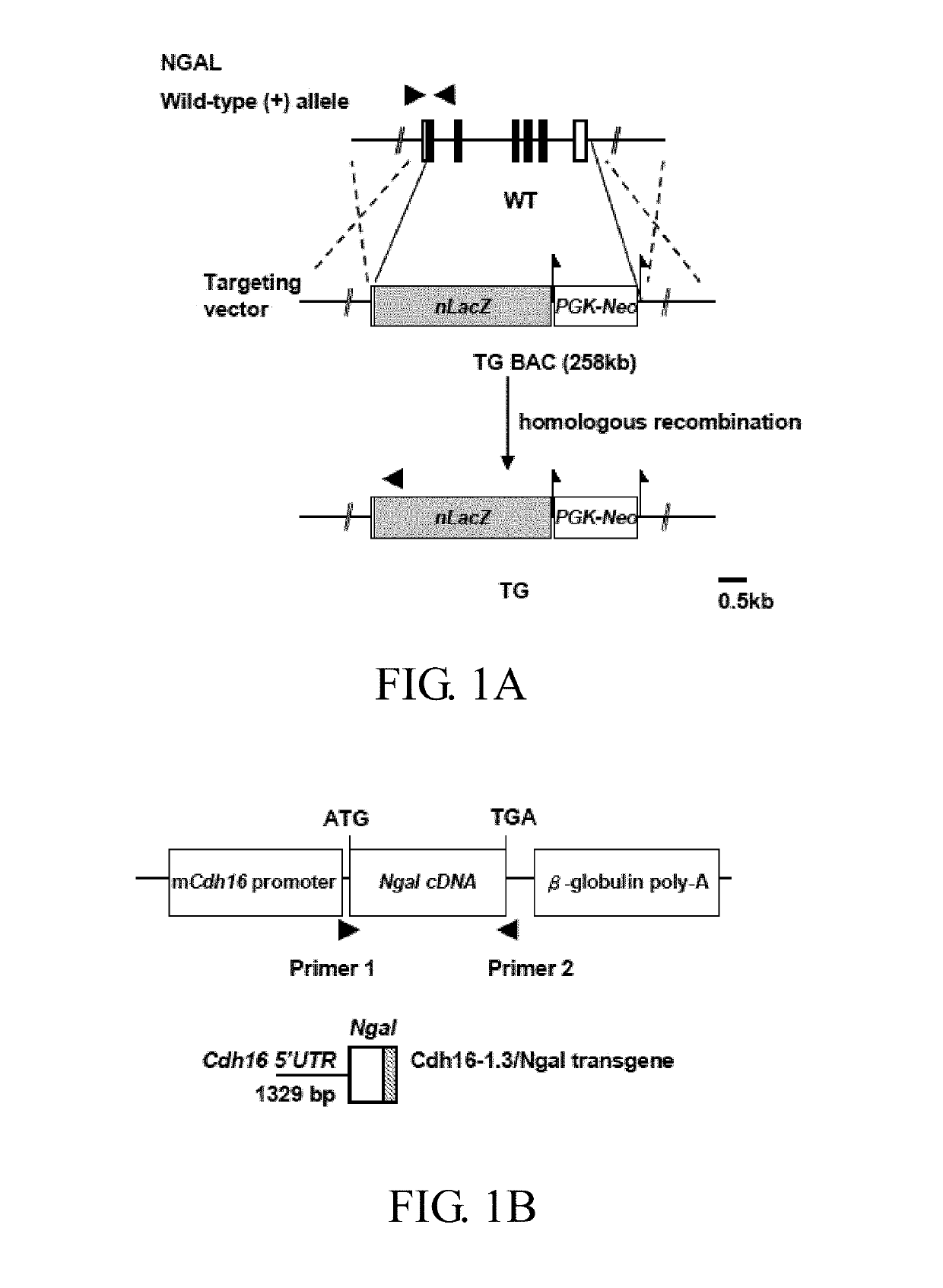 Method of preventing polycystic kidney disease and PKD animal model with exogenous neutrophil gelatinase-associated lipocalin