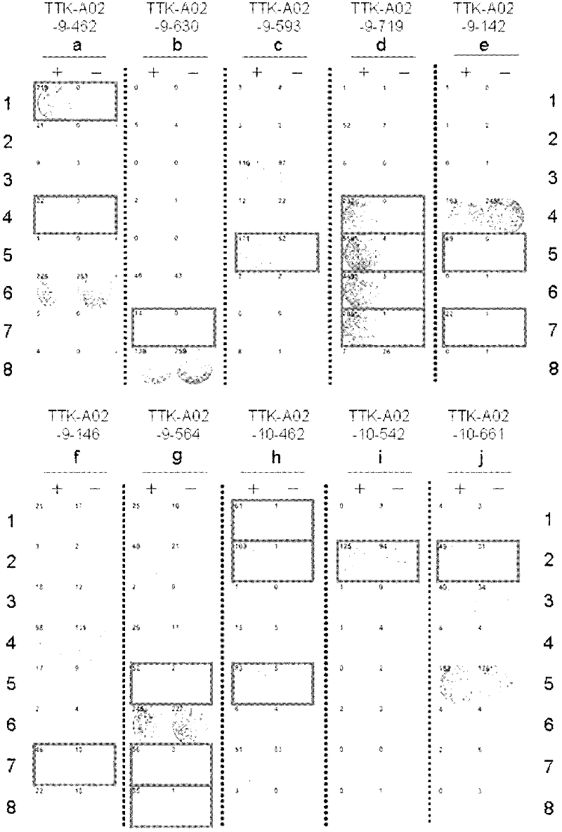 Ttk peptides and vaccines including the same