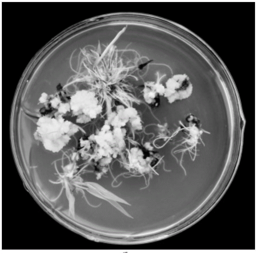 Culture medium and method for inducing embryogenic callus of Southeast-Asia wild rice selfing line to differentiate and grow seedling