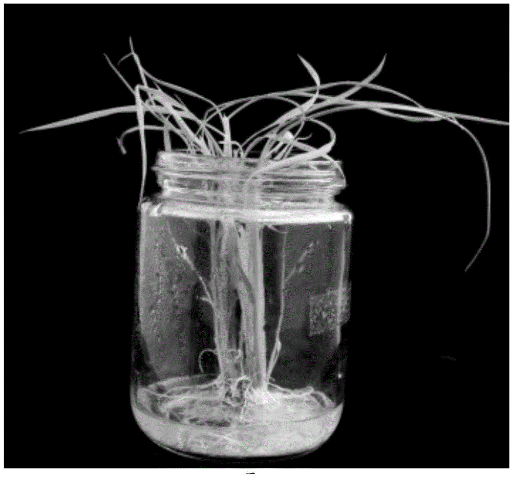 Culture medium and method for inducing embryogenic callus of Southeast-Asia wild rice selfing line to differentiate and grow seedling