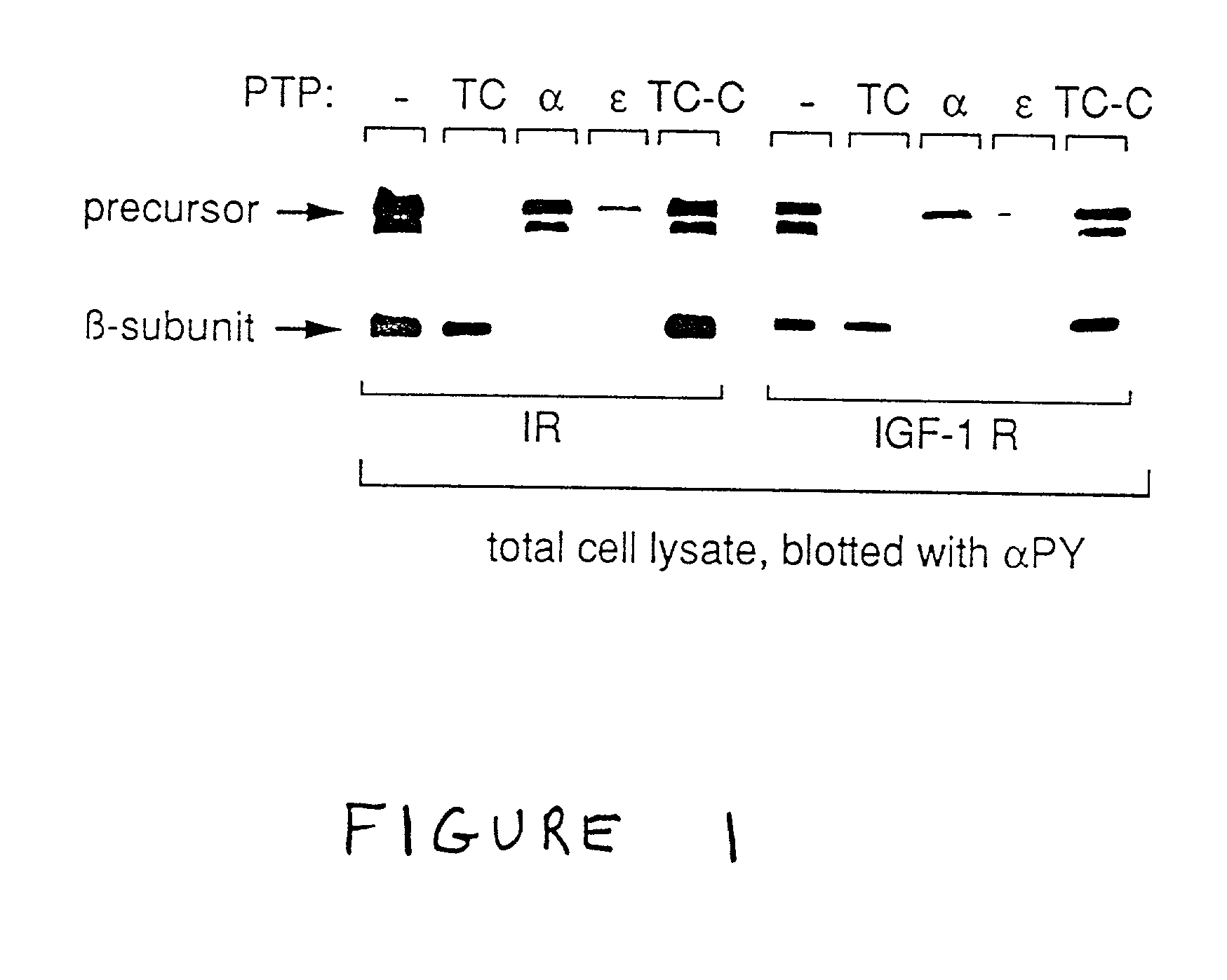 Treatment of diabetes mellitus and insulin receptor signal transduction