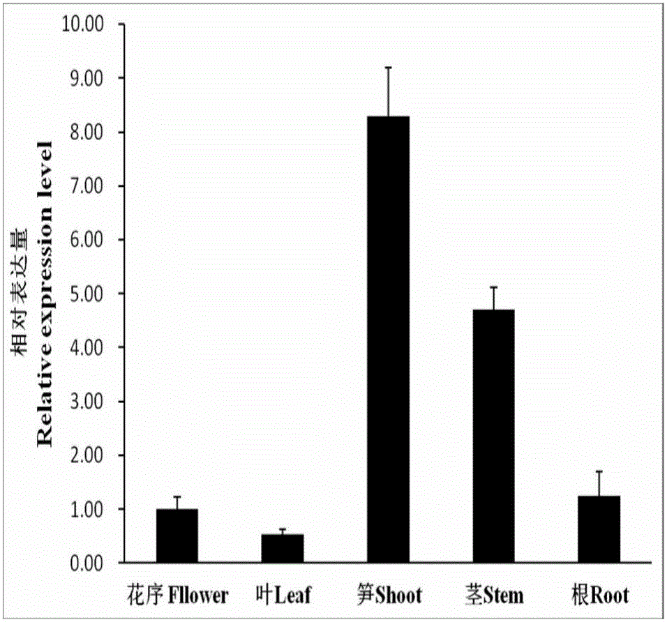 Clone and application of key gene PeIRX10 for phyllostachys edulis xylan synthesis