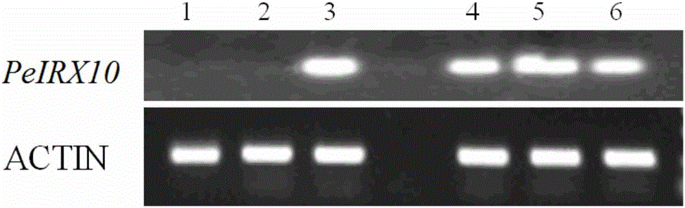 Clone and application of key gene PeIRX10 for phyllostachys edulis xylan synthesis