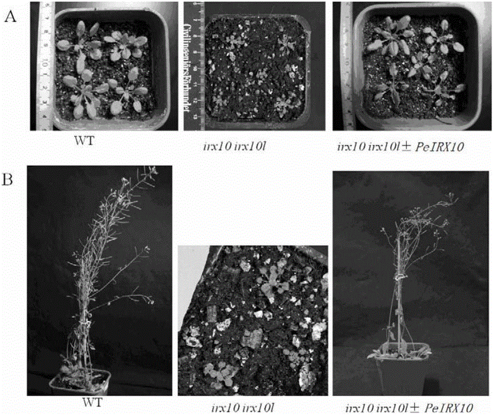 Clone and application of key gene PeIRX10 for phyllostachys edulis xylan synthesis