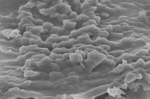 Preparation method and application of core-shell P-CoFe2O4(at)GCN photocatalyst