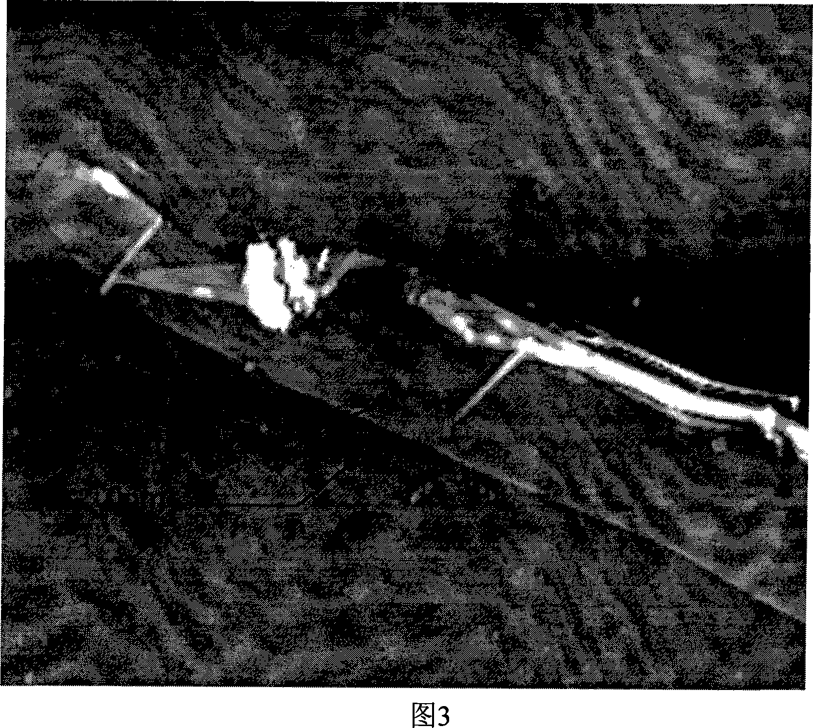 Method for preparing ultra-thin two-dimension graphite sheet