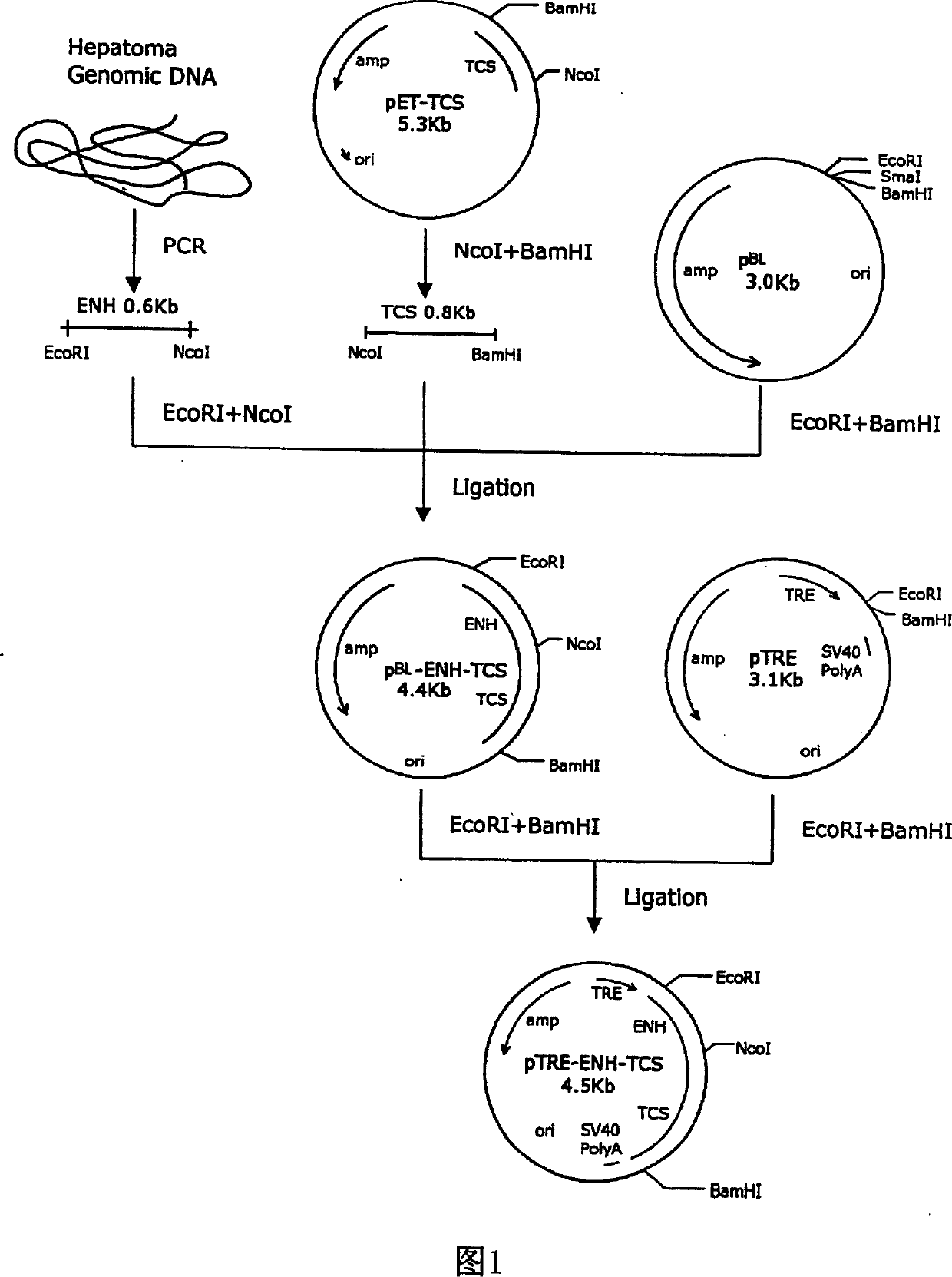 Trichosanthin suicide ENH-TCS, recombination vector and application thereof