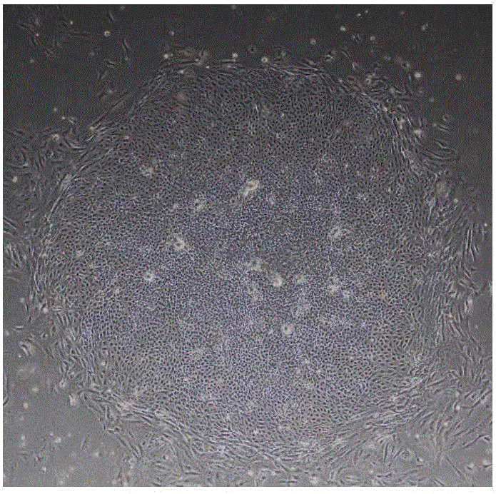 Method for inducing embryonic stem cell to be differentiated into corneal endothelial cells and inducing culture medium