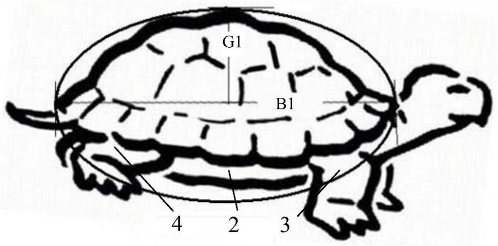 Sorting method for the body size of box turtle juveniles