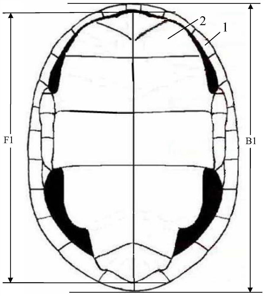 Sorting method for the body size of box turtle juveniles