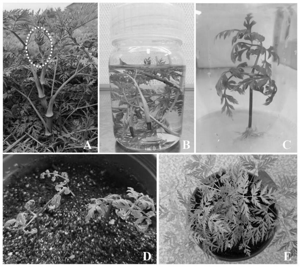 A kind of plant tissue culture rapid propagation method using shoot tip as explant