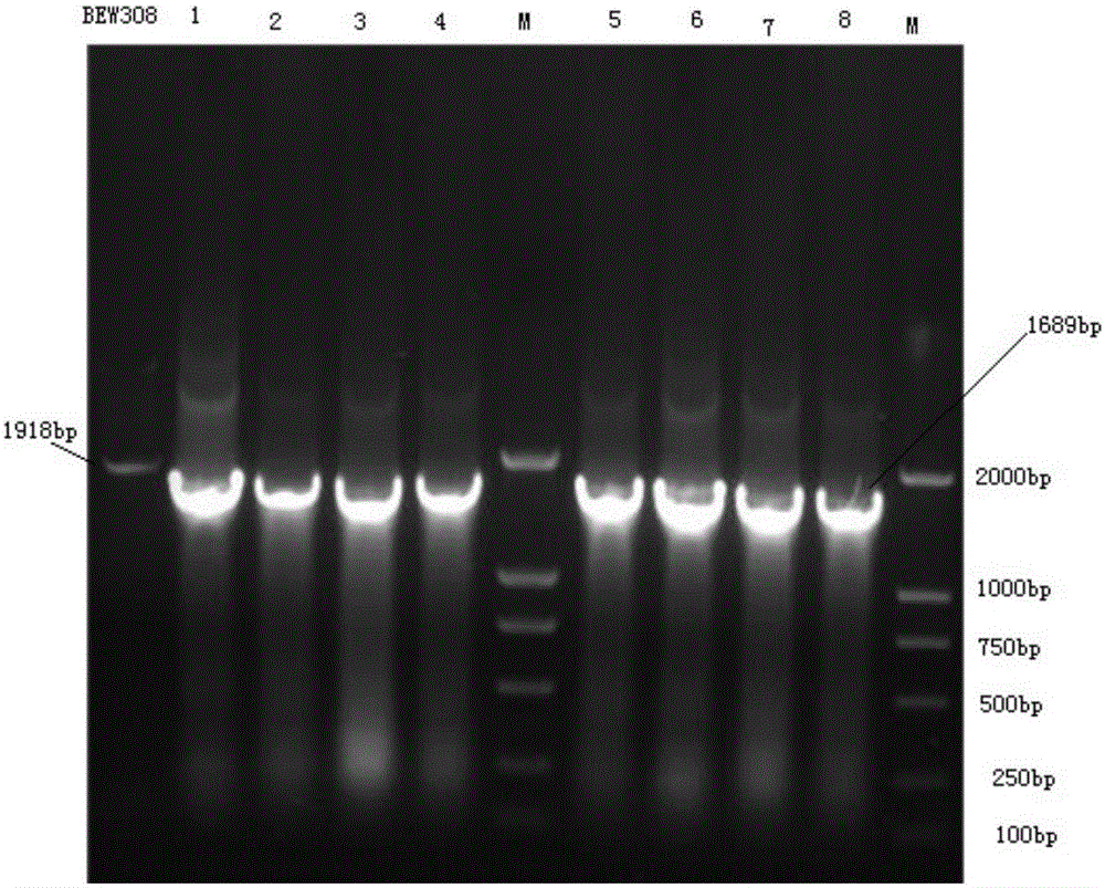 Recombinant escherichia coli efficiently transforming fumaric acid into L-asparagine as well as construction method and application thereof