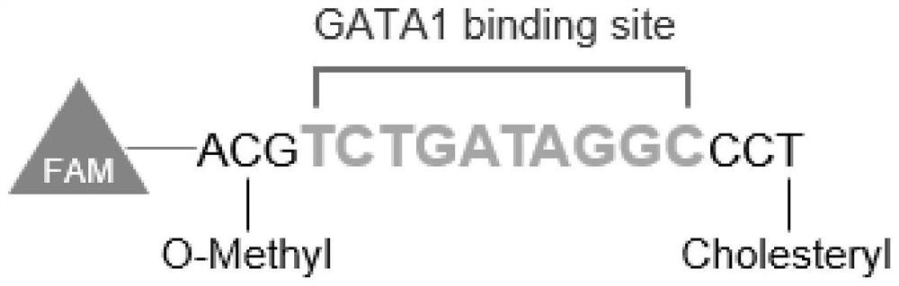 An oligodeoxyribonucleotide for alleviating chronic visceral hyperalgesia in irritable bowel syndrome