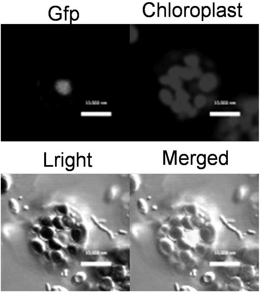 Soybean bHLH transcription factor and encoding gene and application thereof