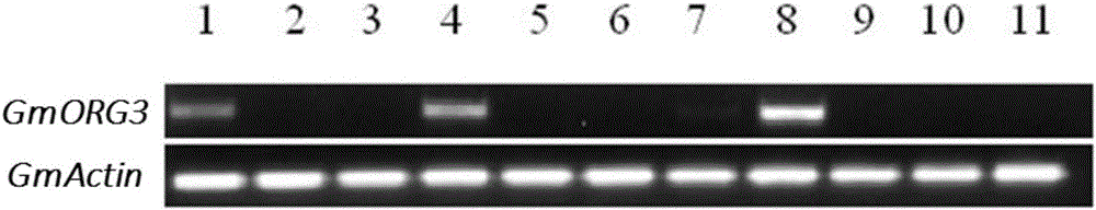 Soybean bHLH transcription factor and encoding gene and application thereof