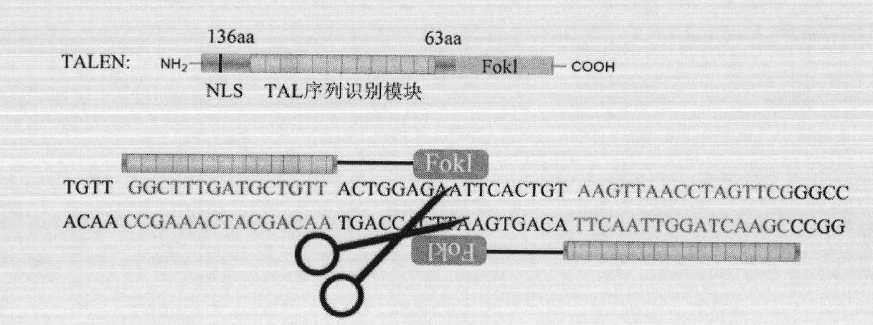 Solid-phase synthesis method of transcription activator-like effector