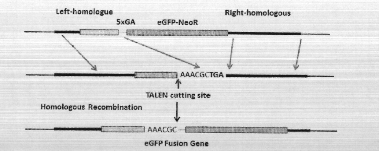 Solid-phase synthesis method of transcription activator-like effector