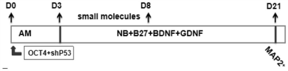 Composition and method for reprogramming human astrocytes into neurons or brain-like organs