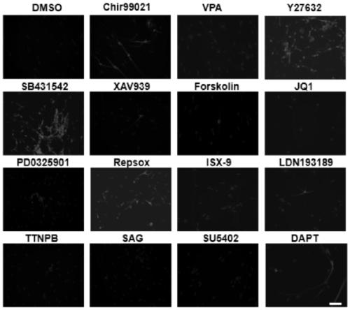 Composition and method for reprogramming human astrocytes into neurons or brain-like organs