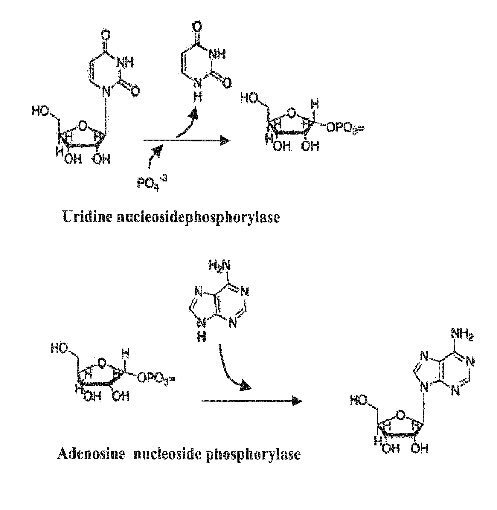 Thermostable biocatalyst combination for nucleoside synthesis