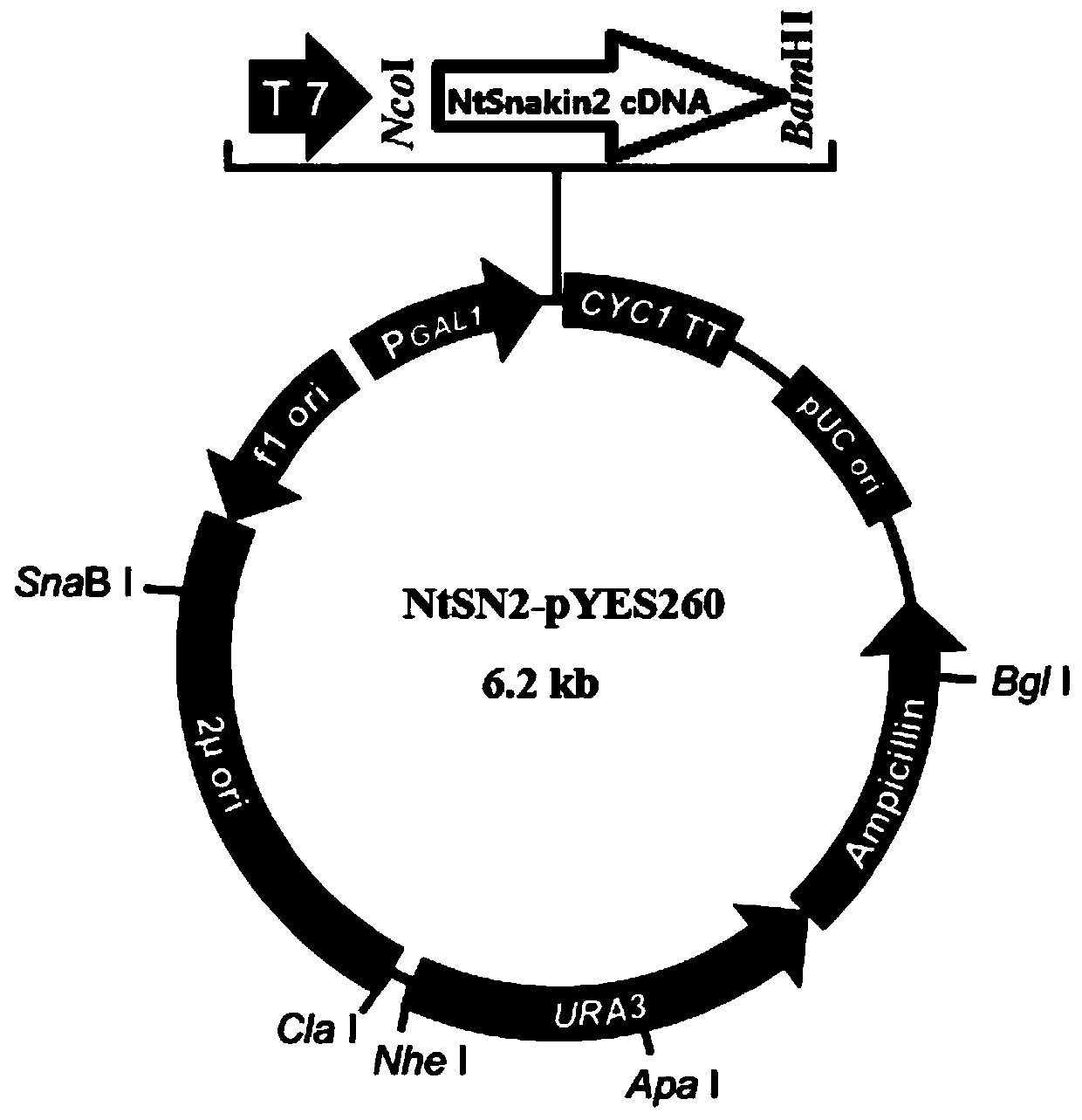 New application of tobacco snakin2 gene