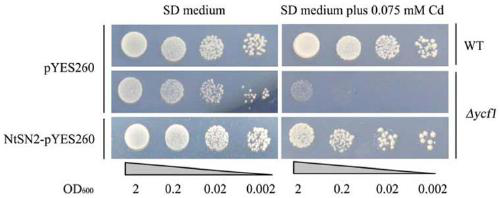 New application of tobacco snakin2 gene