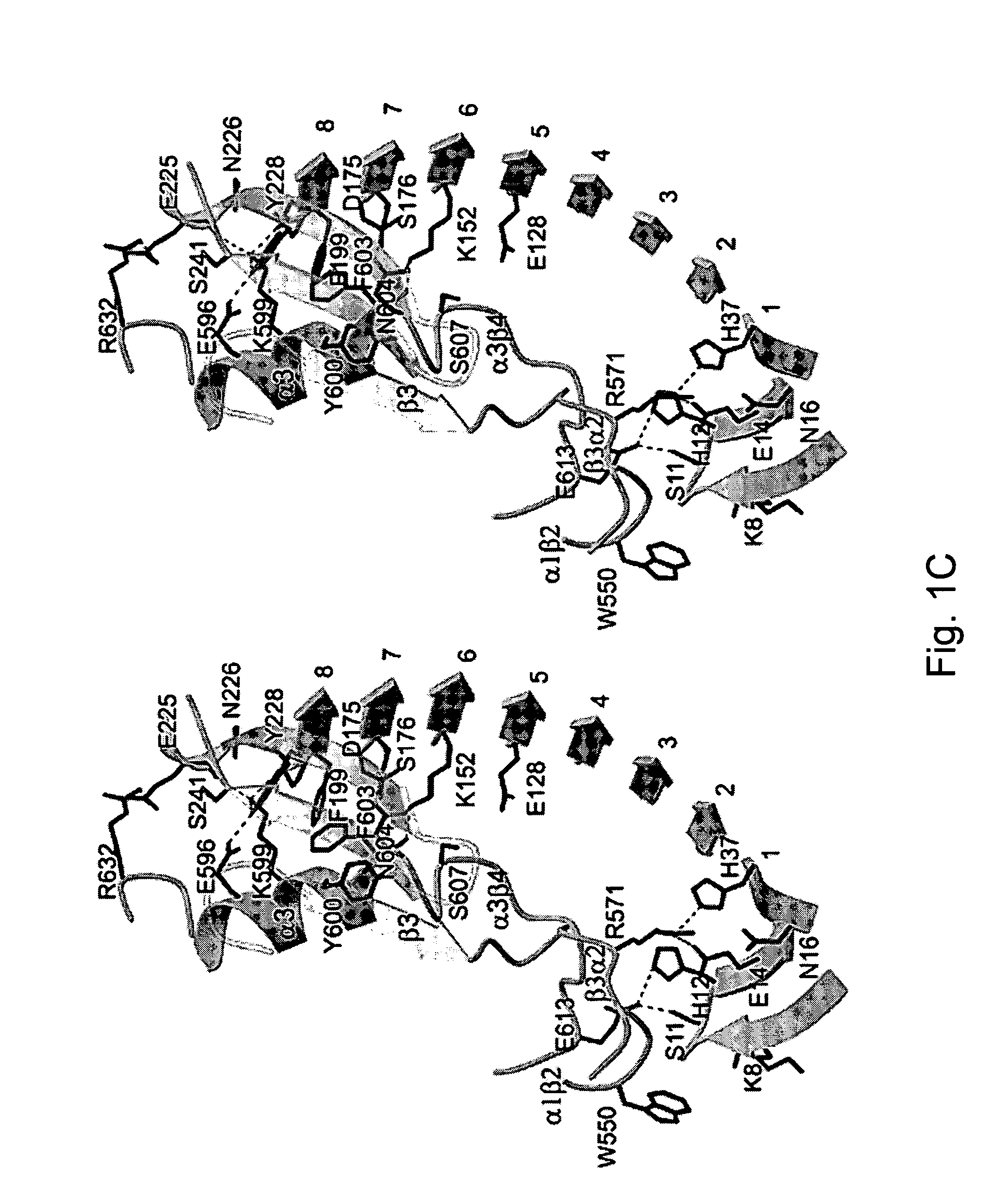 Modulation of platelet adhesion based on the surface-exposed beta-switch loop of platelet glycoprotein IB-alpha