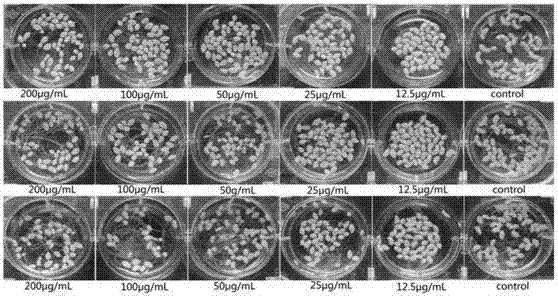 Plant extract with herbicidal activity and application of plant extract