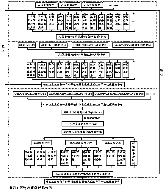 Method for screening optimal gene combination of heterograft donor pig