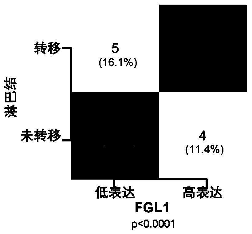 Application of FGL1 (fibrinogen like 1) in diagnosis and/or treatment on lymph node metastasis