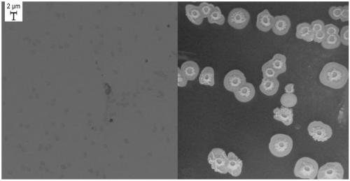 Strain, bacterium agent and application