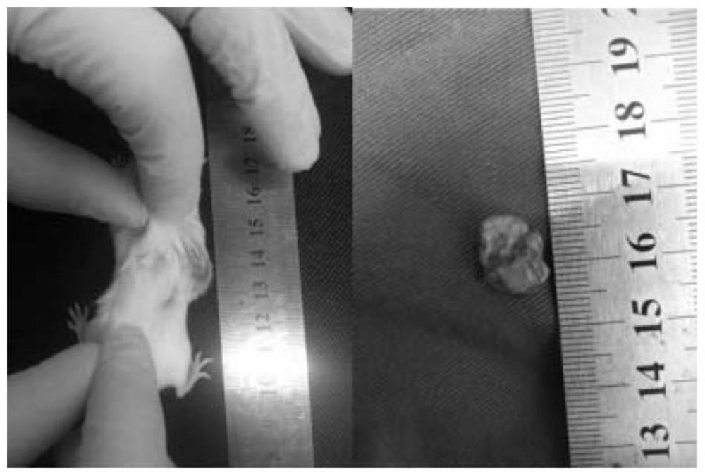 Construction method of an immunocompetent synovial sarcoma xenograft mouse model