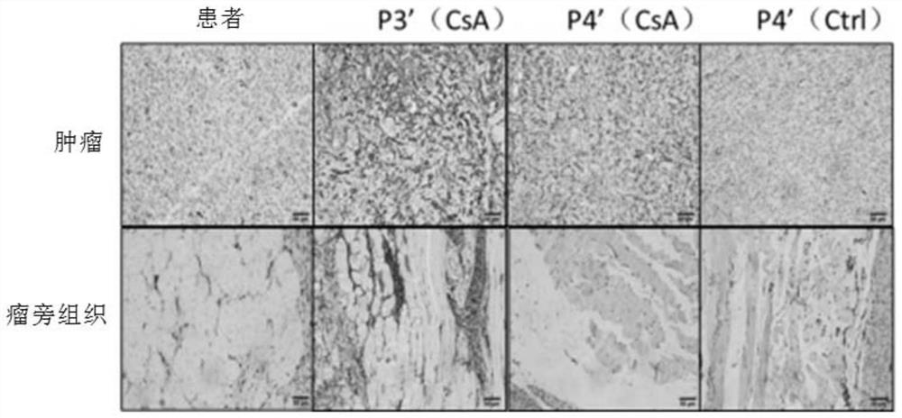 Construction method of an immunocompetent synovial sarcoma xenograft mouse model