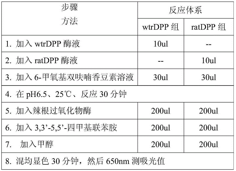 Rat dipeptidyl peptidase III reconstructed by site-directed mutagenesis