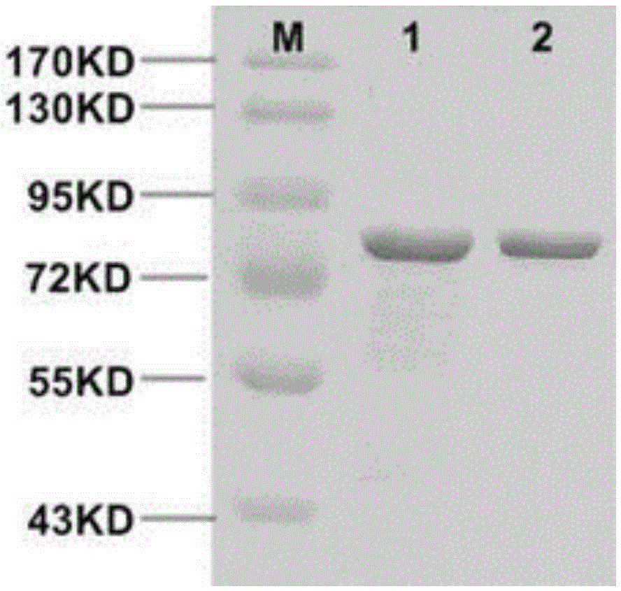 Rat dipeptidyl peptidase III reconstructed by site-directed mutagenesis