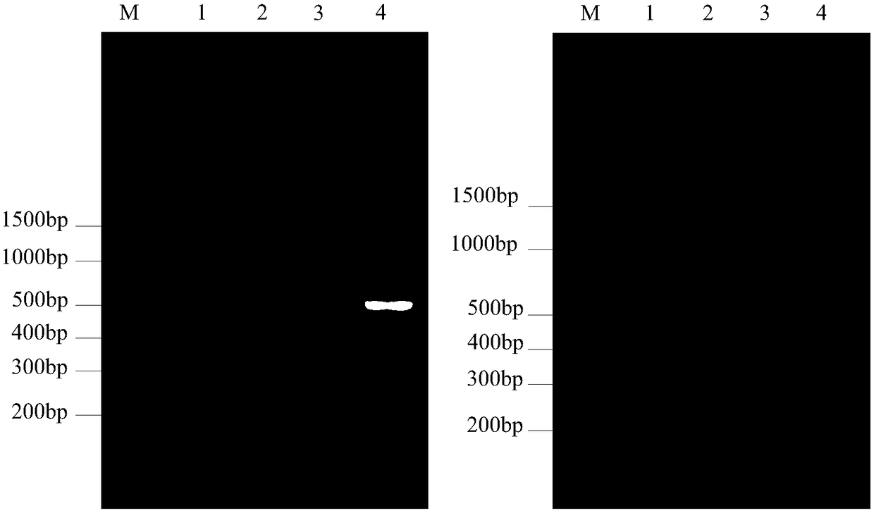 Destructive beta-conglycinin beta subunit processing antigen area and screening method based on phage display technological orientation