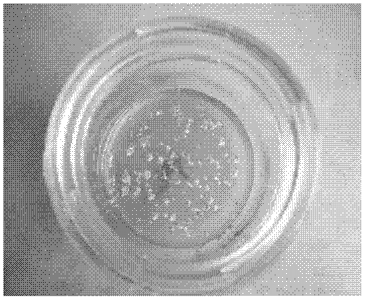 Tissue culture and rapid propagation method of nobile-type dendrobium seedlings