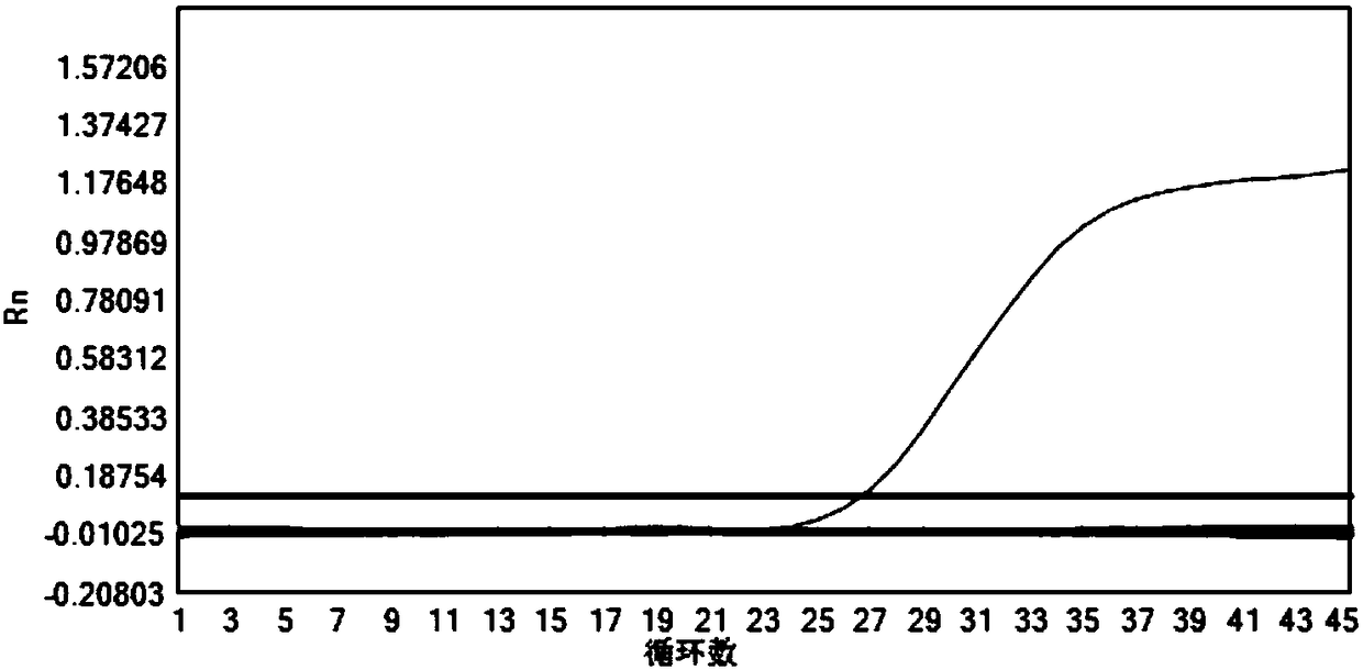 Primer, probe and kit for detecting genotype of HPV (Human Papillomavirus) and usage method of kit