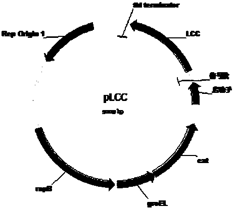 PET degradation biocatalyst and application thereof