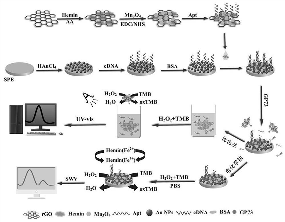 Electrochemical/colorimetric dual-mode GP73 detection method based on H-rGO-Mn3O4 nano-enzyme