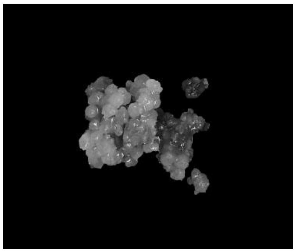 Method for regenerating prunus mume plants in somatic embryo way and special culture medium of method