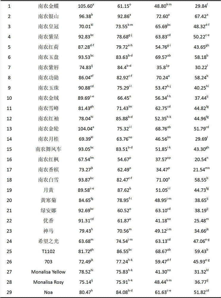 Method for screening variety with relatively-high phosphor utilization efficiency from multiple cut-flower chrysanthemum varieties