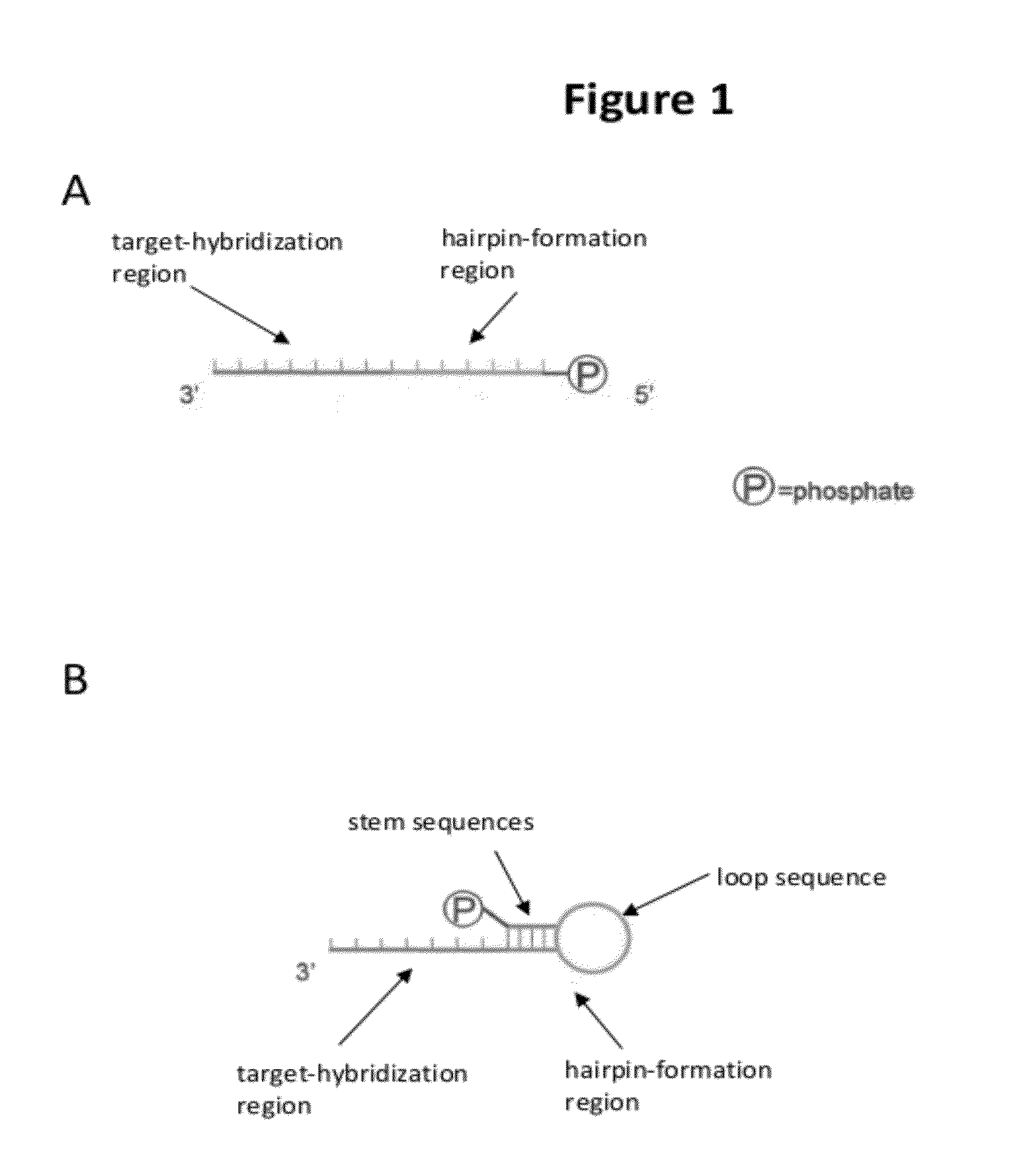 Compositions and methods for producing single-stranded circular DNA