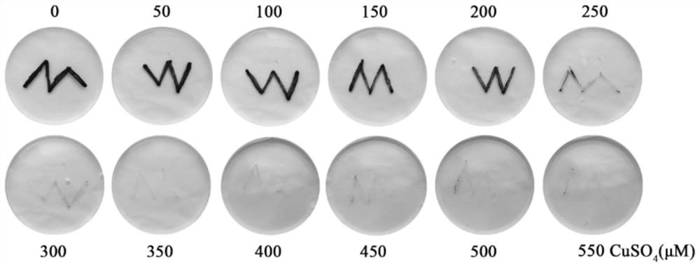 Chlamydomonas reinhardtii strains capable of efficiently adsorbing copper ions